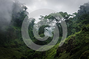 Foggy overgrown hills in rain forest of Cameroon, Africa