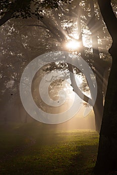 Foggy park