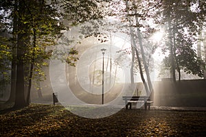 Foggy park