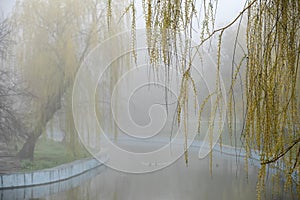 Foggy Park with a lake in the early morning in early spring. Spring willow branches