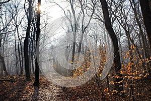 Foggy park with pathway and sun