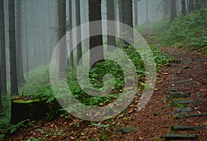 Foggy path