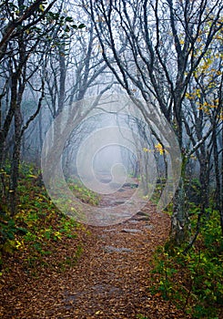 Foggy pathway