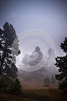 Foggy pine tree landscape