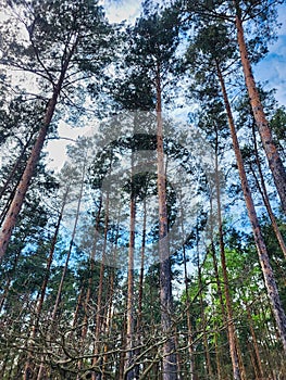 Foggy pineforest with low and high vegetation. Autumn forest at dusk. The beauty of the forest. Tall pine trees in the forest.