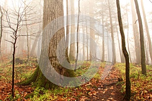 Foggy Rainbow Falls Trail