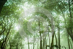 Foggy rainforest in the mist, Soft focus