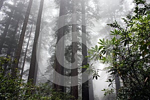 Foggy in rainforest in Olympic national park in fall season, Washington state