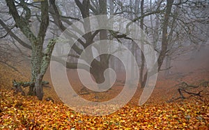 Foggy ravine in autumn forest