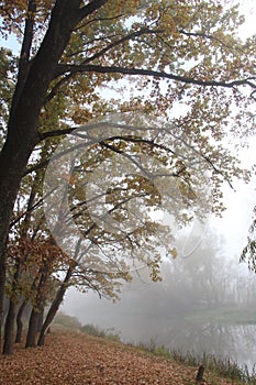 Foggy river autumn tree