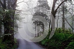 Foggy Road