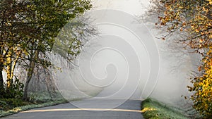 Foggy road, avenue.