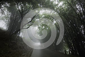 Foggy road flanked by trees