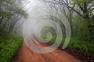 Foggy road through forest