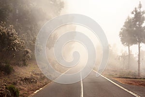 Foggy road in forest, street in misty forest