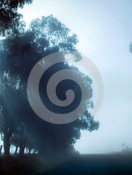 Foggy road to heartly