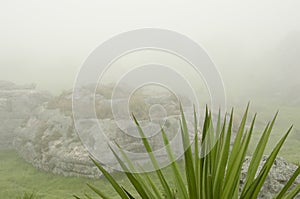 Foggy and rocky landscape with an agavoideae plant in the foreground