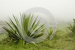 Foggy and rocky landscape with agavoideae plants