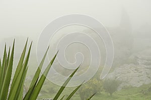 Foggy and rocky landscape with leaves of an agavoideae plant in the foreground