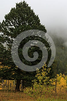 Foggy Rocky Mountain fall morning dappled with yellow aspen trees