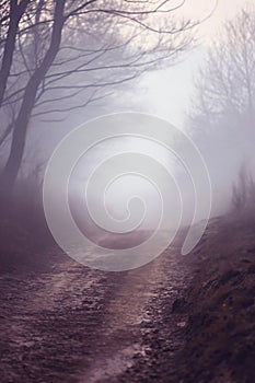 Foggy rural dirt path. Moody early morning hues.