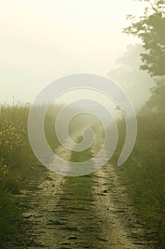 Foggy rural dirt path. Moody early morning hues.