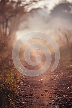 Foggy rural dirt path. Moody early morning hues.