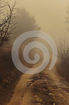 Foggy rural dirt path. Moody early morning hues.