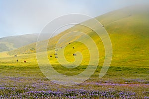 Foggy Rural Morning Scene With Cattle, Beautiful Hills with Blossom Flowers