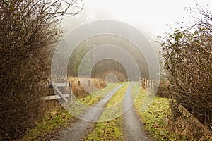 Foggy Rural Roadway