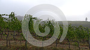 A foggy september morning on the vineyard. Italy