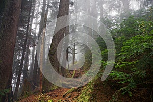 Foggy shot in the forest of Mount Seymour, British Columbia, Canada