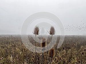 A foggy silhouetted tree framed of two plants at a foggy field with blurry birds in the sky, typical autumn mood morning