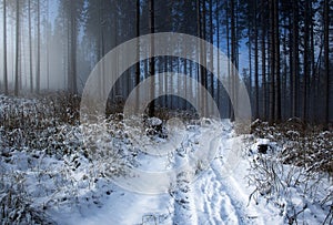 Foggy snowy winter coniferous forest