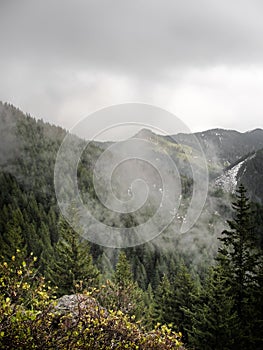 Foggy spring afternoon along the trail to Skull Rock, Willamette National Forest, Oregon