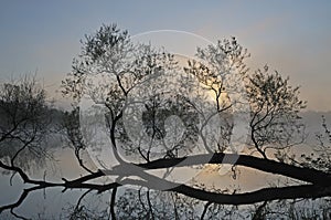 Foggy Spring Landscape