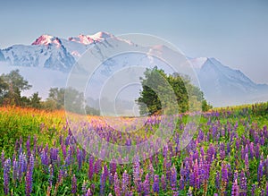 Foggy spring scene in the mountain foothill