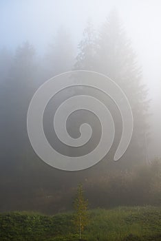Foggy spruce trees of Carpathians Mountains