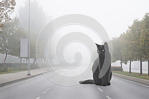 Foggy Street Transformed by Giant Black Cat Photomontage photo