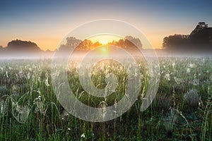 Foggy summer dawn. Mist over green meadow with wet spider web.