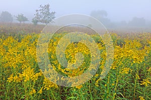 Foggy Summer Meadow