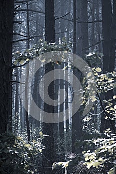 Foggy summer morning in the woods