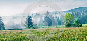 Foggy summer scene of Carpathian mountains. Bright morning view of mountain valley in the first sunlight glowing fresh grass,