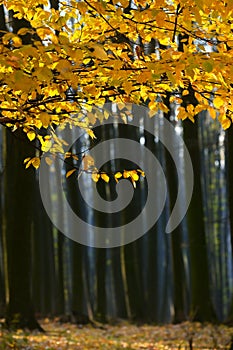 Foggy and Sunny Day Forest in Romania
