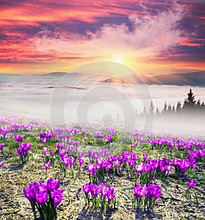 Foggy sunrise in the Carpathian mountains