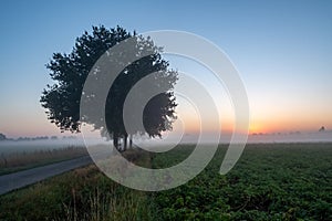 Foggy Sunrise on a Country Road with a Silhouetted Tree