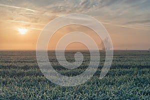 Foggy sunrise on grain field