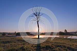 Foggy Sunrise over Lake, Leafless Tree and Nature Reserve in Ear