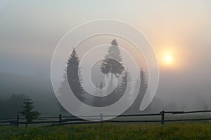 Foggy sunrise over mountain meadow and spruce trees. Carpathians.