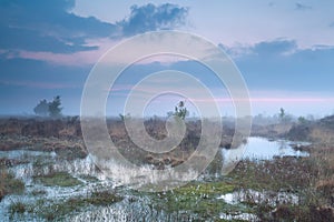 Foggy sunset over swamp with cotton-grass